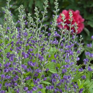 Baptisia australis 