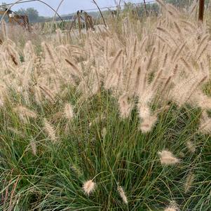 Pennisetum alopecuroides Cassian