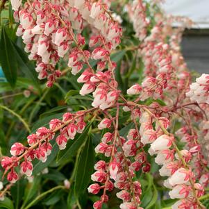 Pieris japonica Dorothy Wycoff