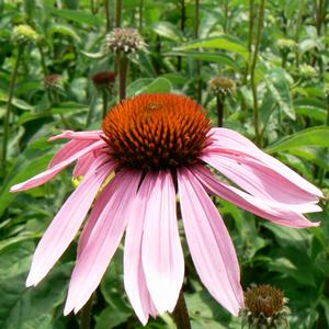 Echinacea purpurea Magnus