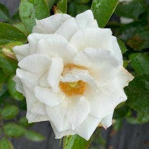 Rosa floribunda Veranda® White (PPAF) 