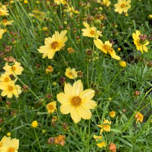 Coreopsis Creme Brulee