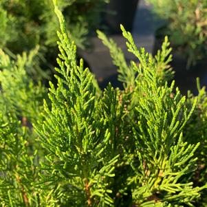 Juniperus x pfitzeriana (chinensis) Sea Green