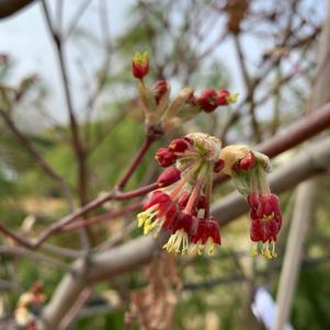 Acer japonicum Meigetsu