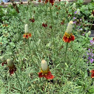 Ratibida columnifera Red Midget