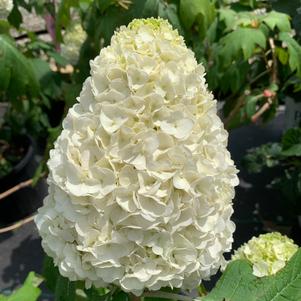 Hydrangea quercifolia Tara