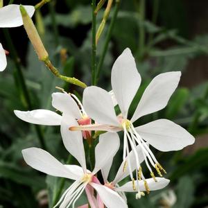 Gaura lindheimeri Sparkle White