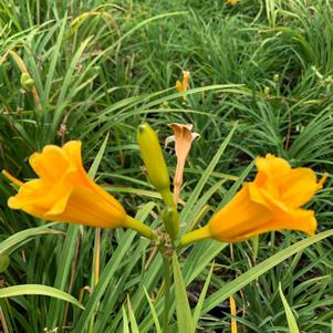 Hemerocallis Stella de Oro