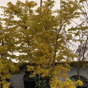 Acer palmatum Katsura