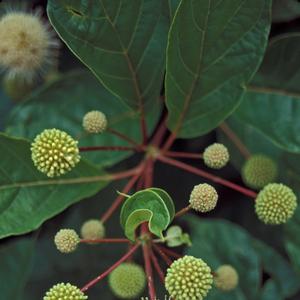 Cephalanthus occidentalis 