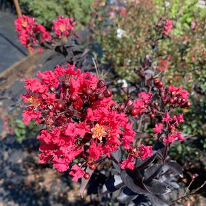 Lagerstroemia indica Midnight Magic™ (PP25925) 