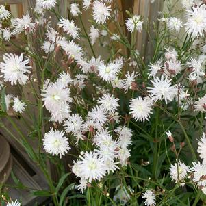 Lychnis Petite Henri