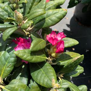 Rhododendron Hellikki