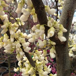 Cercis canadensis Royal White