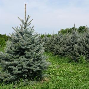 Picea pungens Fat Albert