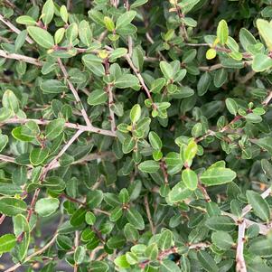 Ilex vomitoria Nana/Schillings