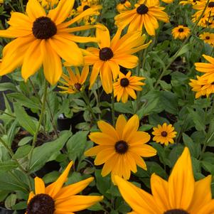 Rudbeckia hirta Indian Summer