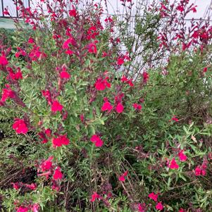 Salvia greggii Furman's Red