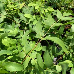 Fern-Osmunda regalis 