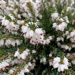 Erica x darleyensis White