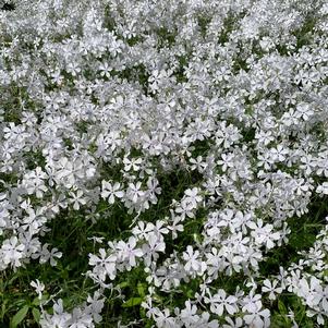 Phlox divaricata May Breeze