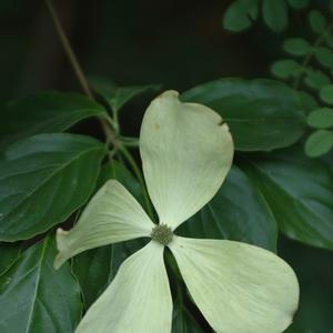 Cornus Constellation® 