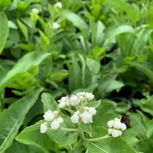 Parthenium integrifolium 