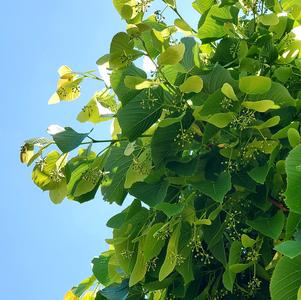 Tilia americana Redmond