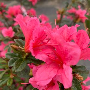 Azalea-Rhododendron Encore®Autumn Coral®PP10568 