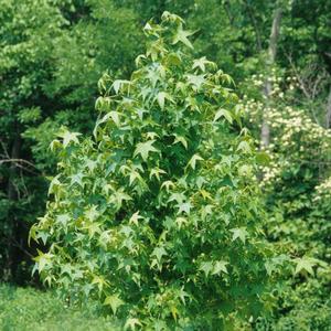 Liquidambar styraciflua 