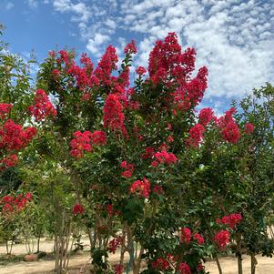 Lagerstroemia indica Carolina Beauty