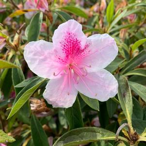 Azalea-Rhododendron Southern Indica hybrid George Taber