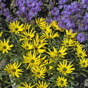 Helianthus salicifolius Low Down