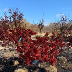 Acer palmatum Mikawa Yatsubusa