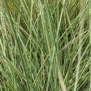 Miscanthus sinensis Morning Light