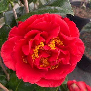 Camellia japonica Kramer's Supreme