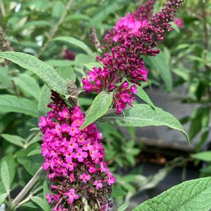 Buddleia Miss Ruby(PP19950) 