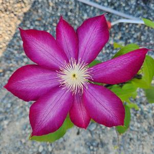 Clematis Bourbon