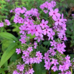 Phlox paniculata Jeana