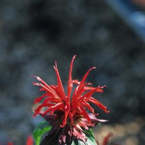 Monarda didyma Jacob Cline