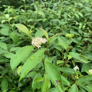 Cornus amomum 