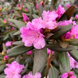 Rhododendron PJM Compacta