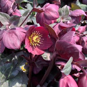 Helleborus x Brunello