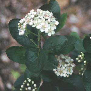 Aronia melanocarpa Viking