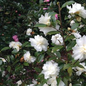 Camellia Snow Flurry