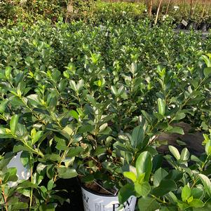 Aronia melanocarpa Low Scape Mound® (pp28789) 