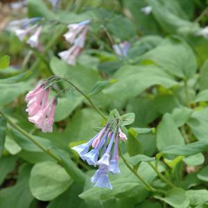 Mertensia virginica 