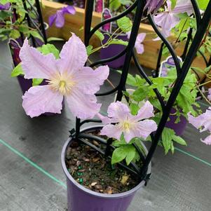 Clematis Blue Angel