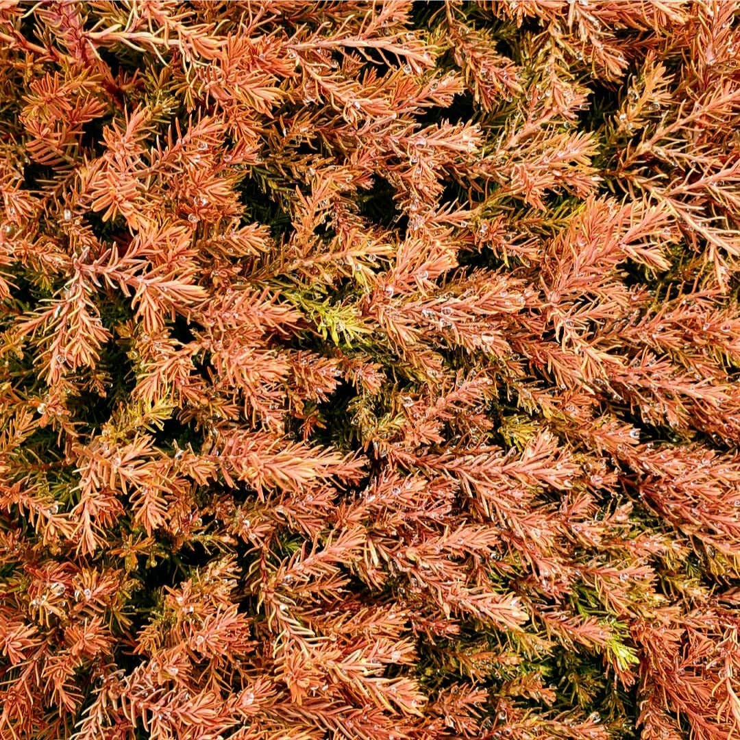 Thuja occidentalis Fire Chief™