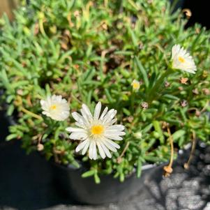 Delosperma cooperi Moonstone